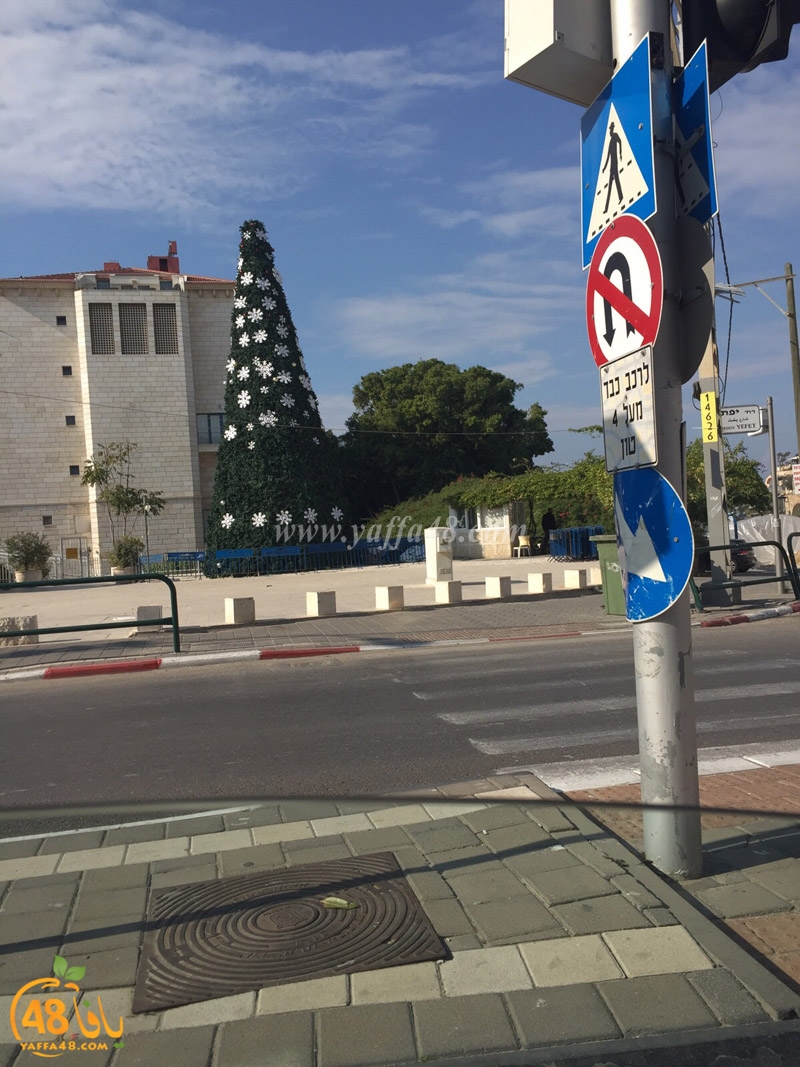 andromeida tree (2).jpg